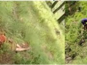 बड़ी ख़बर : घास काटते हुए चट्टानी मलवे की चपेट में आने से महिला की मौत