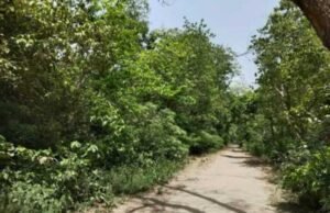 बड़ी खबर : हल्दूचौड़ से मोटाहल्दू के बीच जंगल में कट गए 81 पेड़ वन विभाग ने रेंजर को किया मुख्यालय अटैच कर फॉरेस्ट गार्ड निलंबित