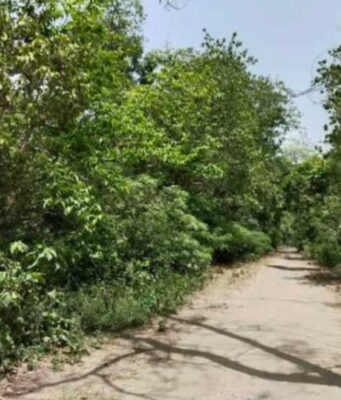 बड़ी खबर : हल्दूचौड़ से मोटाहल्दू के बीच जंगल में कट गए 81 पेड़ वन विभाग ने रेंजर को किया मुख्यालय अटैच कर फॉरेस्ट गार्ड निलंबित