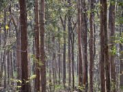 बड़ी ख़बर: तराई में वन अधिकारी ठेकेदार बनकर कर रहे सरकारी खजाने की लूट, कागज़ी हरियाली के नाम पर करोड़ों हज़म, जंगल नहीं, भ्रष्टाचार उग रहा है